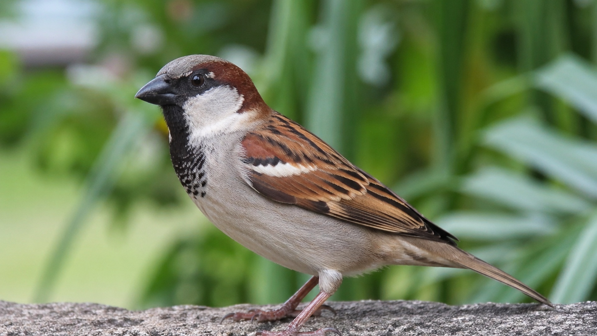 14-Day Birding Paradise